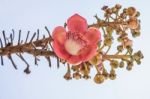 Guianensis Or Cannonball Tree Stock Photo