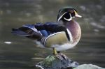 Wood Duck Stock Photo