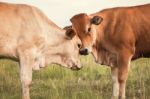 Country Cows Stock Photo