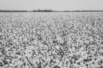 Cotton Field In The Countryside Stock Photo