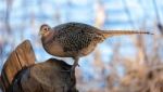 Female Pheasant Stock Photo