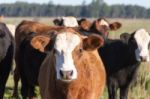 Cows Grazing In The Green Argentine Countryside Stock Photo