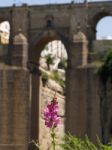 Ronda, Andalucia/spain - May 8 : View Of The New Bridge In Ronda Stock Photo