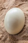 White Ostrich Egg Stock Photo