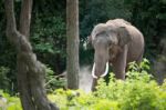 Elephant In Forest Stock Photo