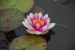 Pond Lily Stock Photo