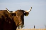 Brown Cow Stock Photo