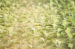 Hydrophonic Plantation Of Vegetable Salad Stock Photo