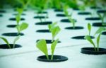 Hydroponics Plant Stock Photo