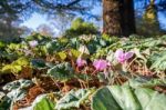 Wild Cyclamen (persicum) Stock Photo