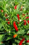 Red Hot Chilli On Plant  Stock Photo