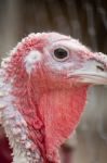 Female Turkey Stock Photo