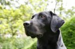 Black Labrador Stock Photo