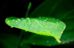 Green Leaf Stock Photo