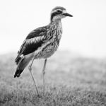 Bush Stone-curlew Resting On The Beach Stock Photo