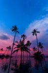 Tall Coconut Palm Trees At Twilight Sky Reflected In Water Stock Photo