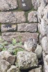 Viscacha Stock Photo