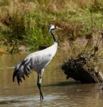 Eurasian Crane Stock Photo