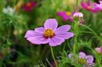 Purple Cosmos Flower Stock Photo