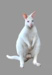 Albino Wallaby Isolated Stock Photo