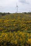 Spring Algarve Landscape Flora Stock Photo