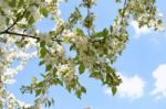 The Blooming Of Apple Trees Stock Photo