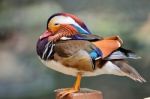 Mandarin Duck Stock Photo