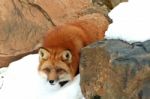 Red Fox Stock Photo