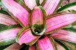 Pink Tillandsia Stock Photo