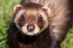 Close-up Shot Of An European Polecat (mustela Putorius) Stock Photo