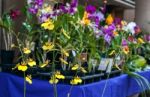 Orchids For Sale, Street Market In Asuncion, Paraguay Stock Photo