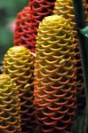 Closeup Of Jungle Plant, Amazonia, Ecuador Stock Photo