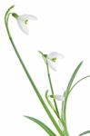 Spring Snowdrops Isolated On White Stock Photo