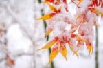 Red Fall Maple Tree Covered In Snow,south Korea Stock Photo