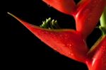 Heliconia Stricta Still Life On Black Background Stock Photo