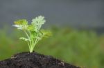 Green Parsley Plant Growth On Top Soil Stock Photo