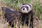 Polecat-coloured Ferret Stock Photo