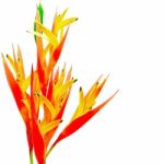 Orange Heliconia Stock Photo