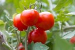 Plantation Of Tomatoes In The Organic Garden Stock Photo