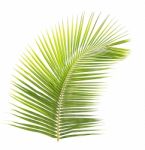 Green Coconut Leaf Isolated On White Background Stock Photo