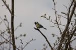 Great Tit Singing Stock Photo