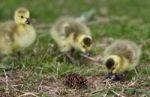 Beautiful Background With Three Chicks Of The Canada Geese Stock Photo