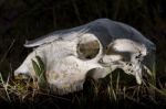 Sheep Skull Stock Photo