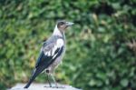 Australian Magpie Outdoors Stock Photo