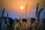 Wild Grasses In Sunset Time Stock Photo