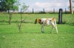 Country Calf In Queensland Stock Photo