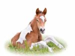 Horse Foal Resting In Grass Isolated On White Stock Photo