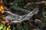 Spiders Web Backlit By Autumn Sunshine Stock Photo