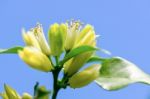 White Flowers Of Murraya Paniculata Stock Photo