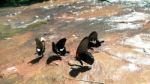 Beautiful Butterfly Crown In Thailand National Park Stock Photo